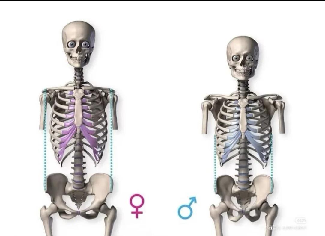 男人和女人到底哪里不一样？