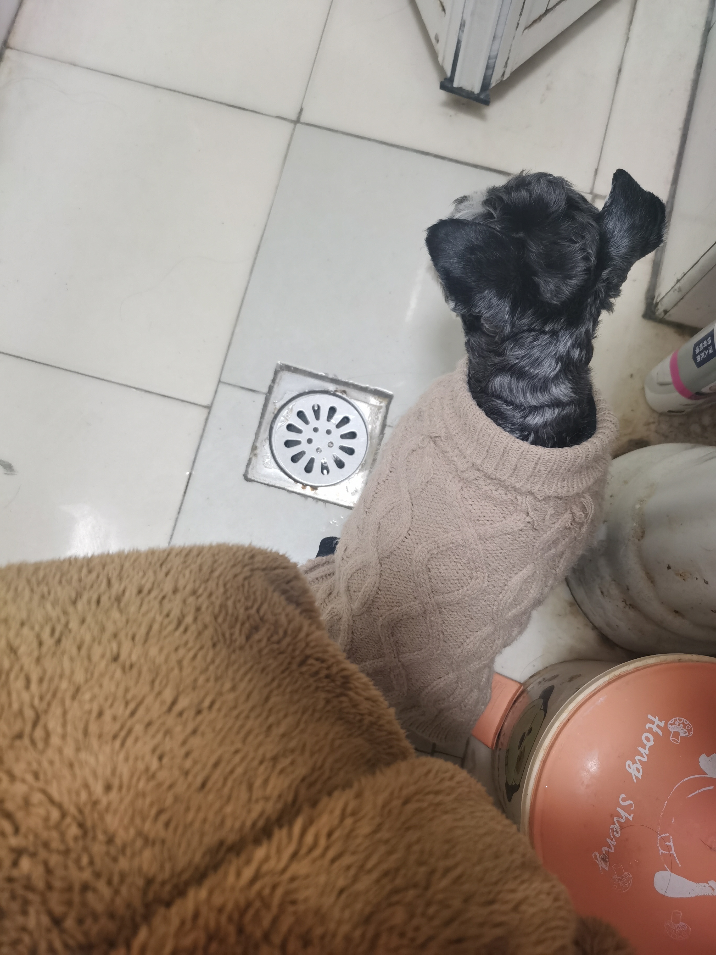 总有这么一个小狗腿子，上厕所也要跟着。 ​​​