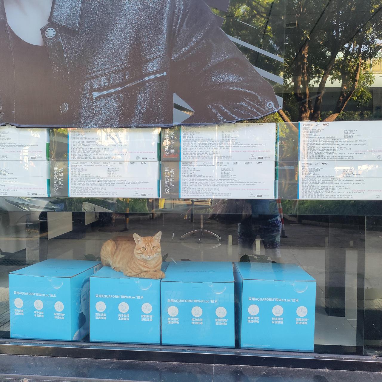 现在不少店里都喜欢养只猫，猫平常萌宠，温顺乖乖，晚上闭门后它也可以看店守财，的确
