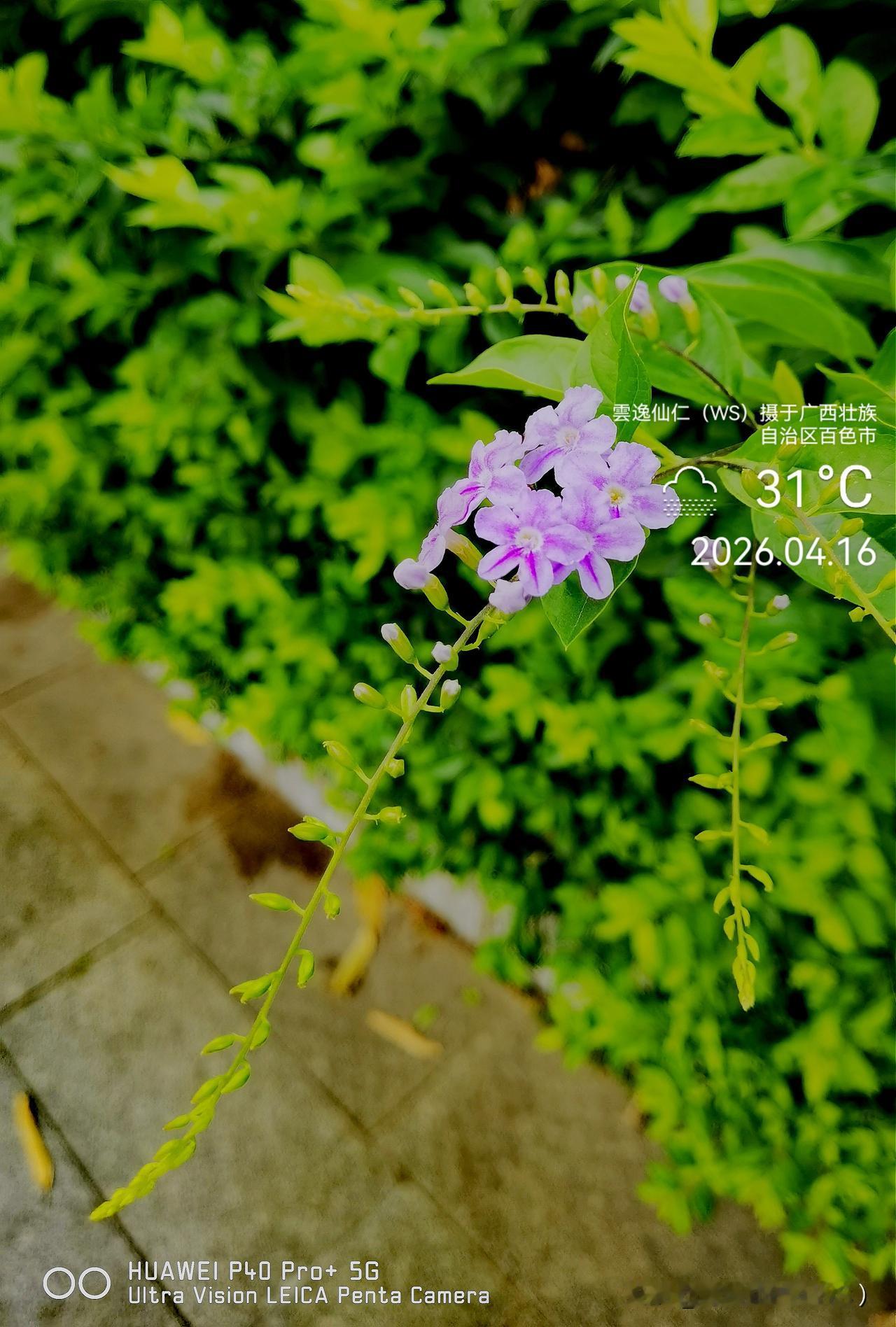 旅居生活记录（9549）广西壮族自治区百色市（235）：徒步万悦生活广场、百色市