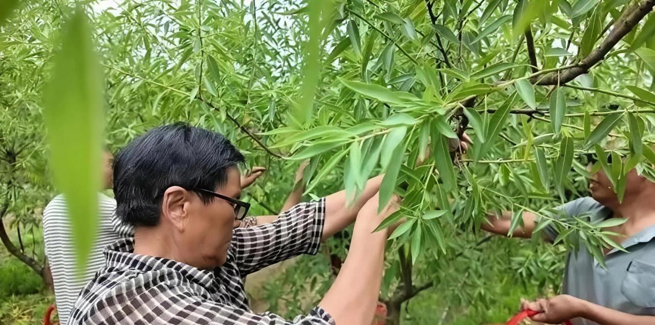 你有没有想过，一片荒了几十年的山坡地，能变成全村人的"摇钱树"？

就在河南南召