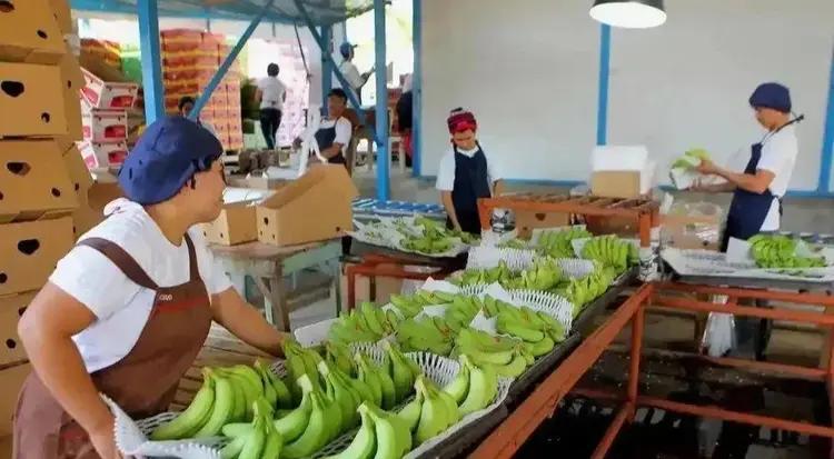 [微风]自从中国停止进口菲律宾香蕉，菲律宾香蕉协会的负责人愤怒地表示：“中国断了