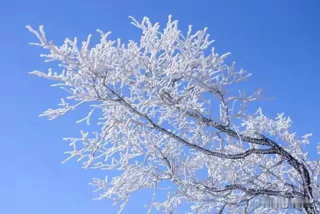 北国风光，千里冰封
万里雪飘，银装素裹
玉树琼枝，绝美雾凇