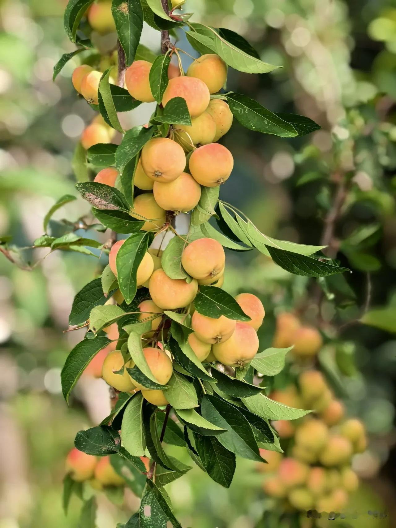 #金色季节果实丰# 枝头黄果满，清香扑鼻来。