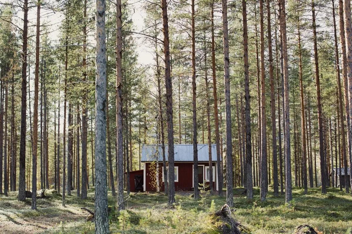 🇸🇪瑞典的气候战争：砍伐树木还是削减开支？

瑞典的森林刚刚变成了战场——争