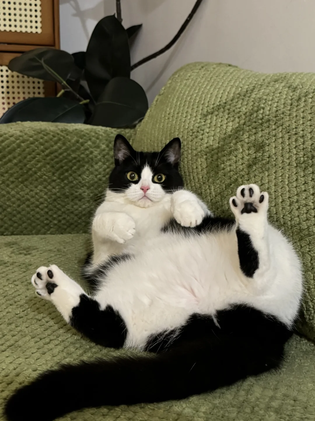 黑色脚趾豆夯爆了！