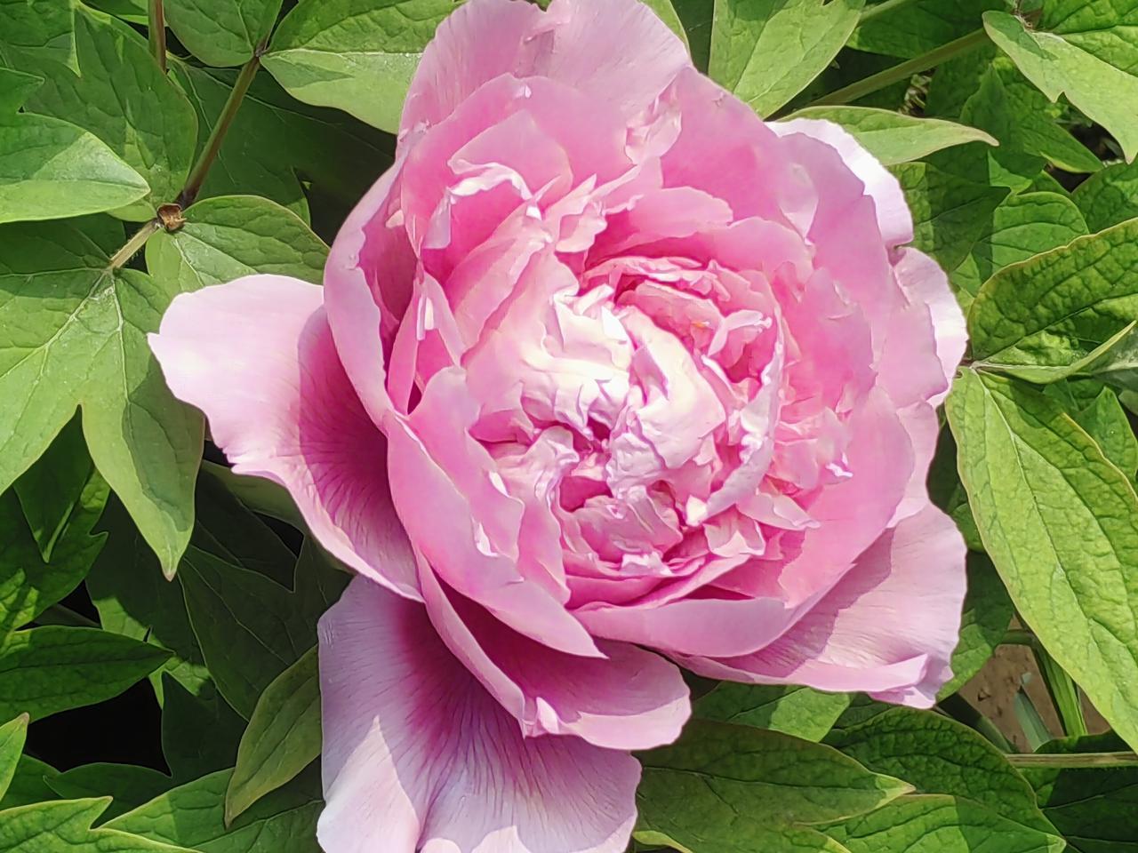 去年四月，跟三妹一起到山东菏泽市赏牡丹花。惊叹人间竟然有这么美的花，可惜花期太短