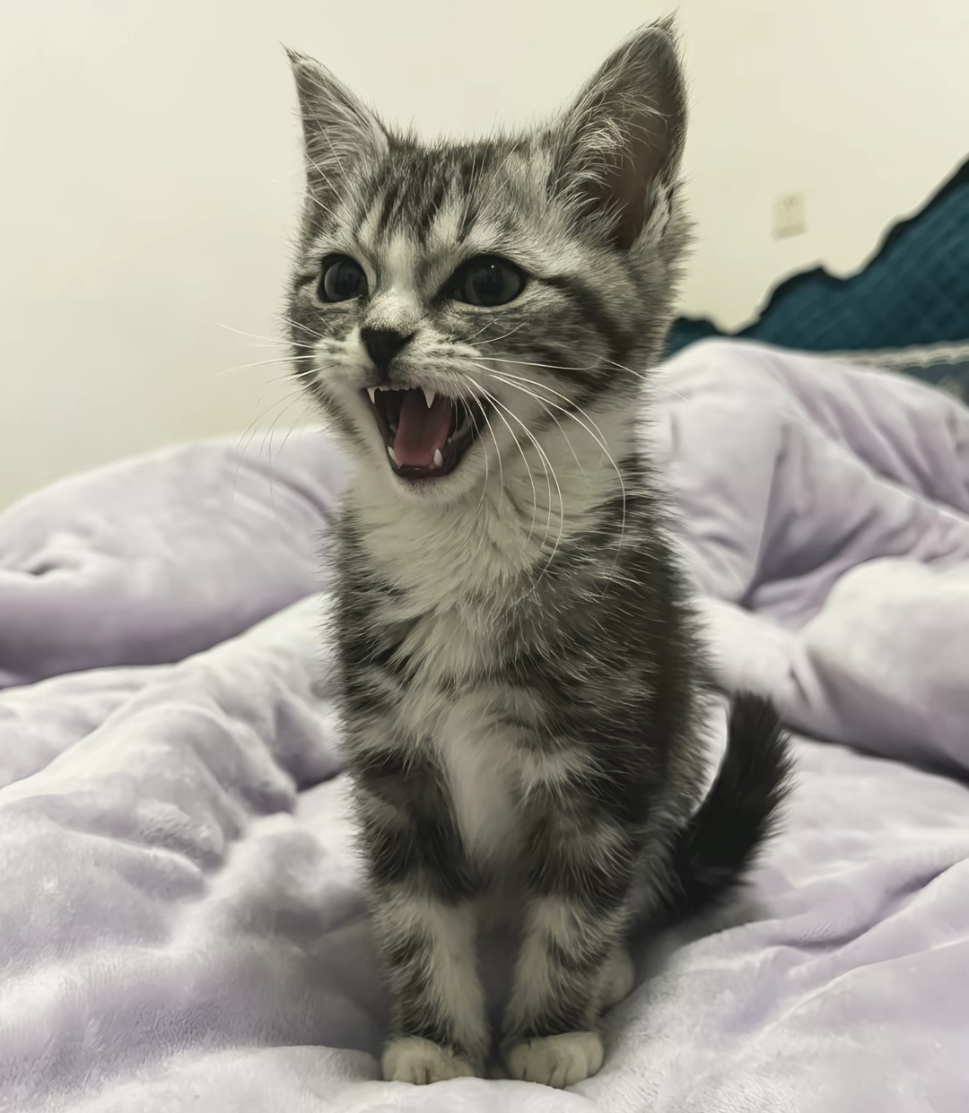 小猫来了！ 