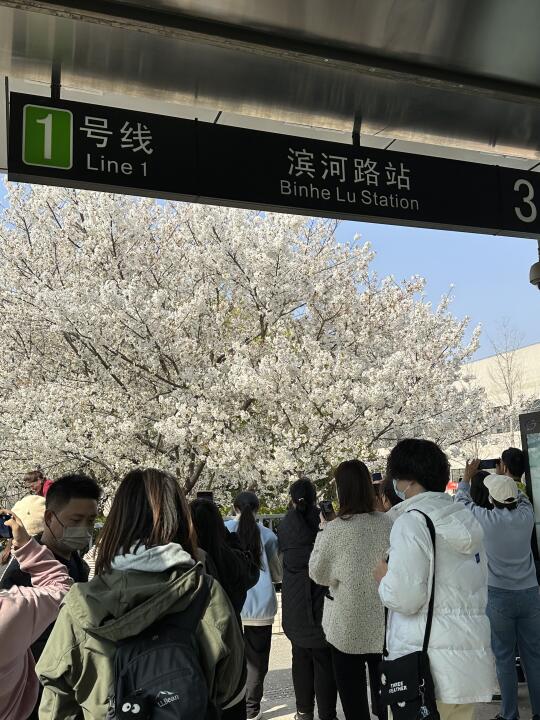 记住苏州这个地铁站！！！樱花开了！！
