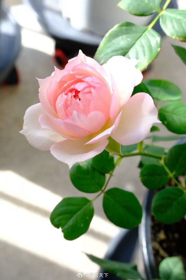 乖妈拍摄她的Rose 