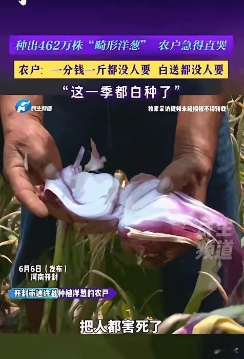 河南农户462万株洋葱全畸形！经销商甩锅天气，邻居家却大丰收？

简直欲哭无泪！