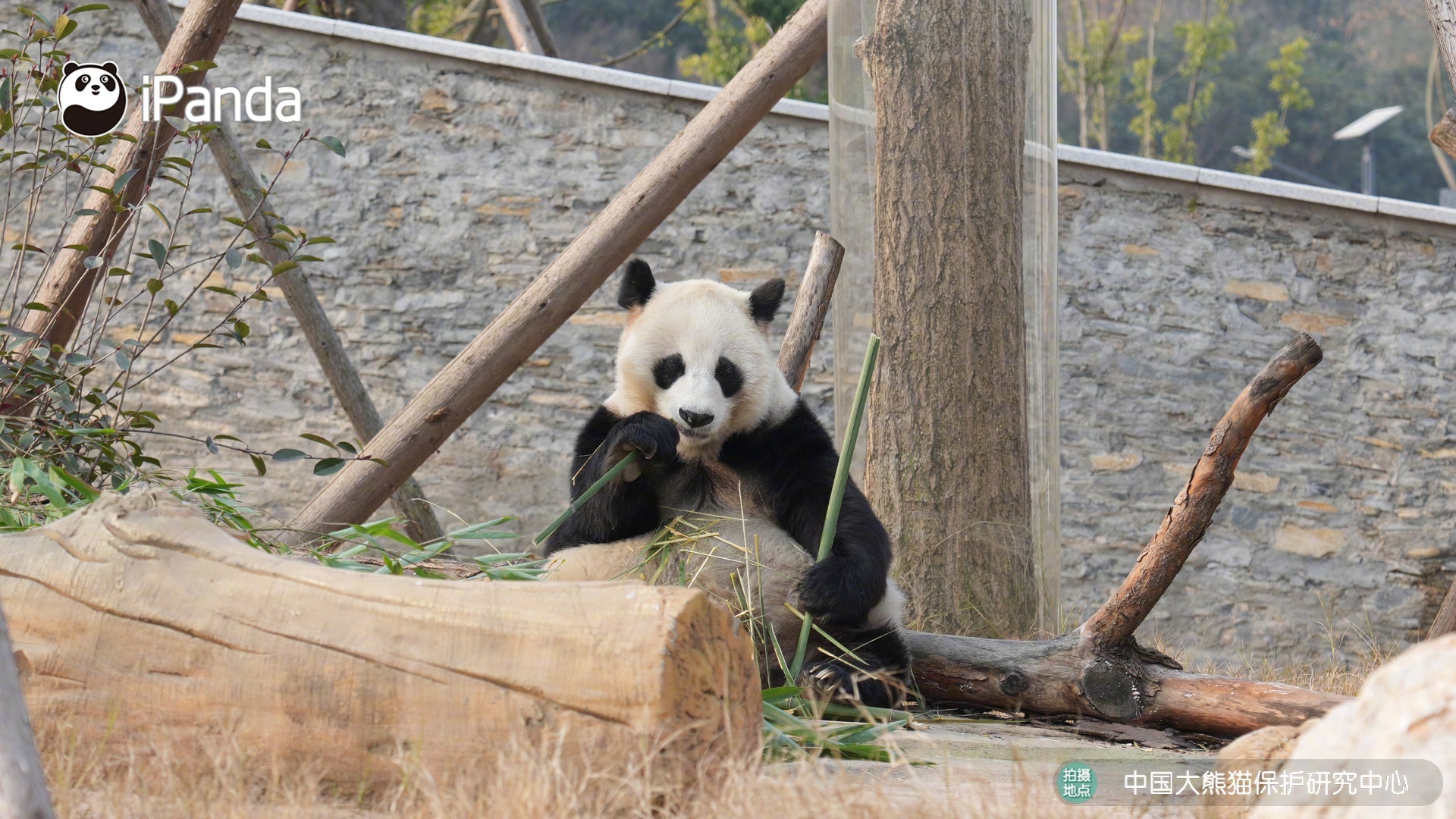 【大熊猫的治愈从早安开始🌟】🐼发言熊：“草草”名熊名言：生命中最美好的事情，