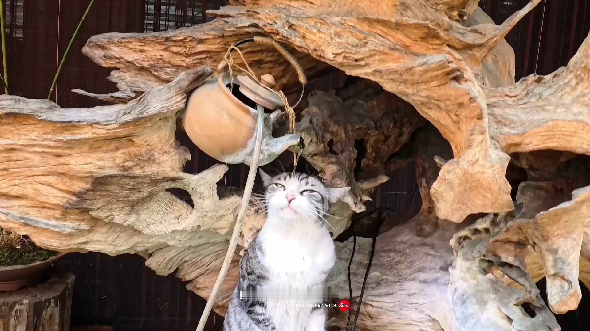 在等你看 
