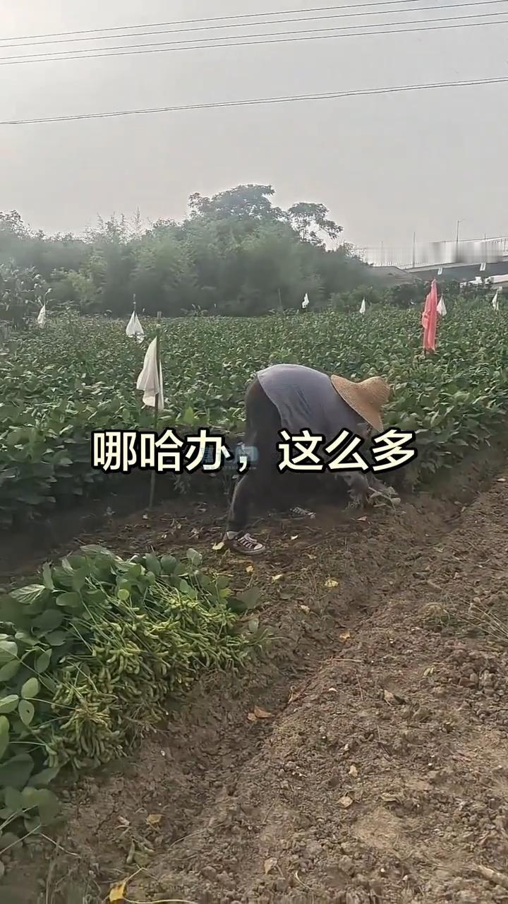 有网友表示自己家种的毛豆太多了，根本吃不完，有人想要可以自己去摘。

回想二三十