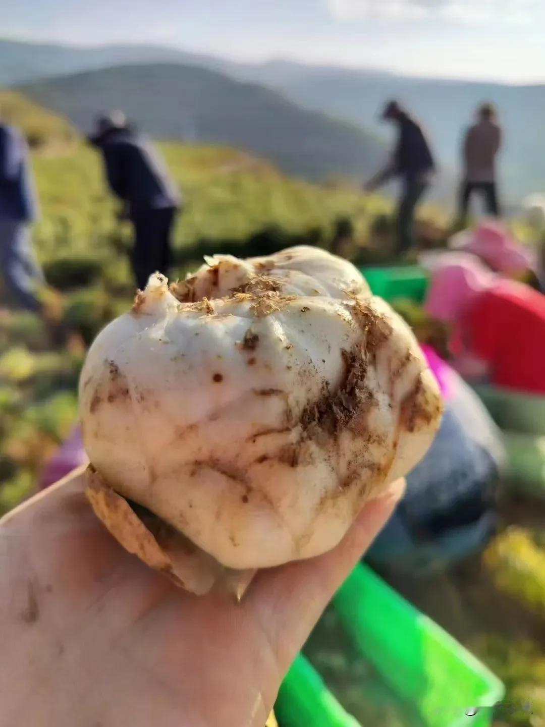 今天我很闲，吃完早餐，娃爸爸送孩子们上学，他上班，我来了一场回笼觉，整整一个小时