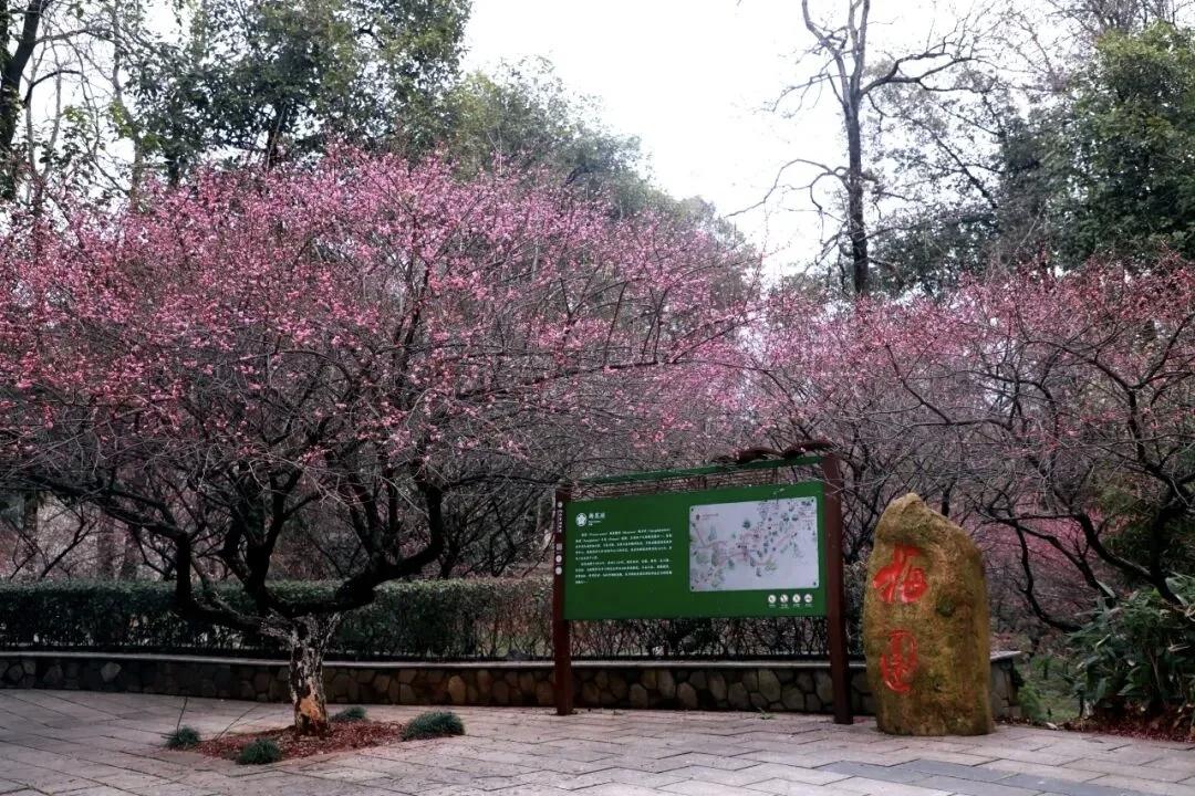 全部免费！2026长沙春日赏花好去处，梅樱齐放氛围感拉满
 
春风渐暖，长沙迎来