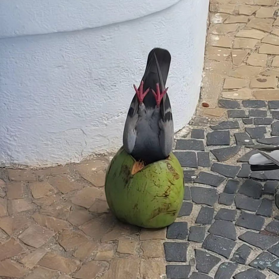【twi】有时候真的不理解鸽子这种生物的脑回路 