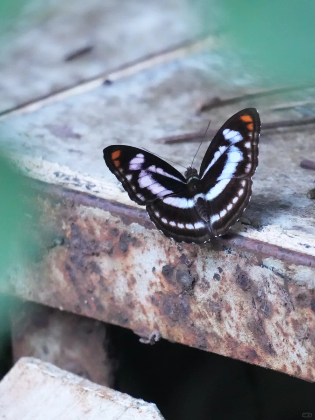 蝴蝶蹁跹，何为相思？