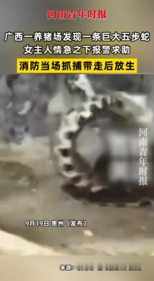 “太吓人了！”9月18日，广西桂林，一养猪场发现一条巨大的五步蛇，女主人被吓得双