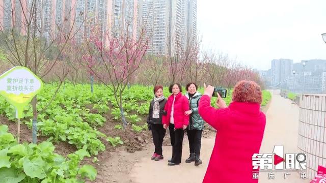 北京市|綦江沿河赏樱 遇见春天