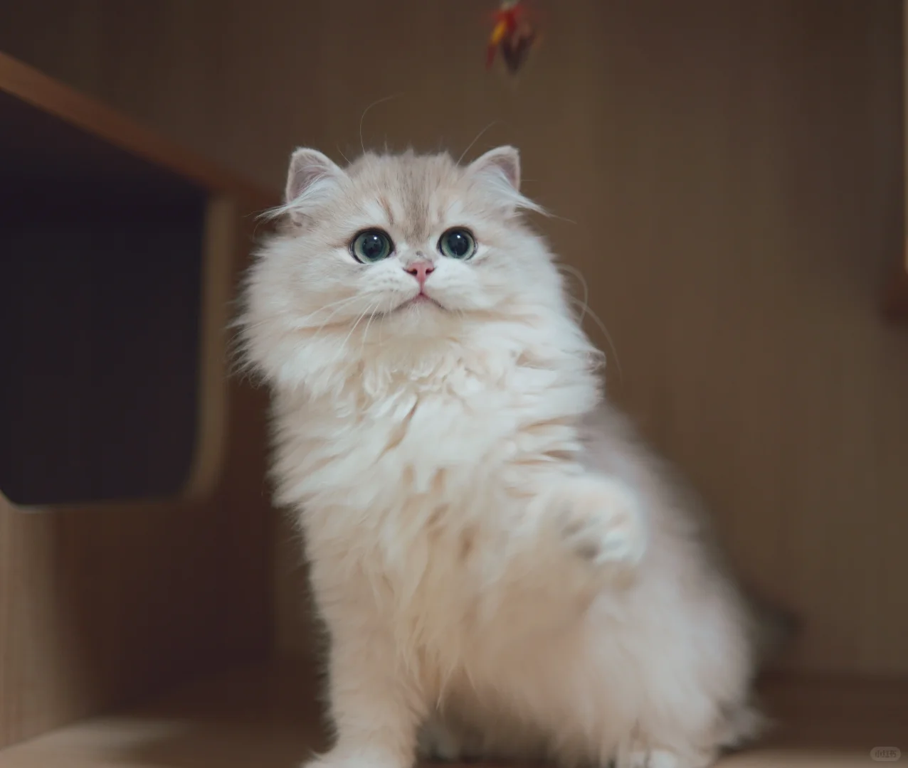 长毛蓝金渐层 稀有色渐层 甜甜的小猫咪 英国长毛猫 蓝金幼崽 蓝金渐层找家长