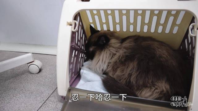 都说我救猫买了大别墅跑车，实际上为了救猫，别墅没了，跑车也快卖了。如果你身边有不修边幅、舍不得吃穿、