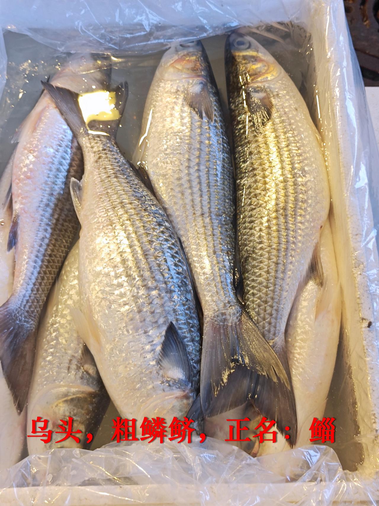 超肥大的乌头（鲻），做鱼饭，想来是极好的