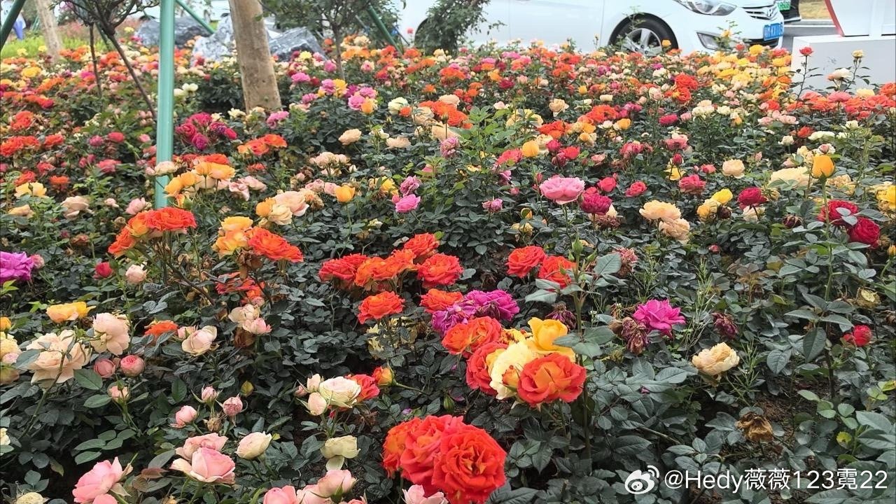 好看的花花！开得真的好看好看！万紫千红总是春！好美啊！ 