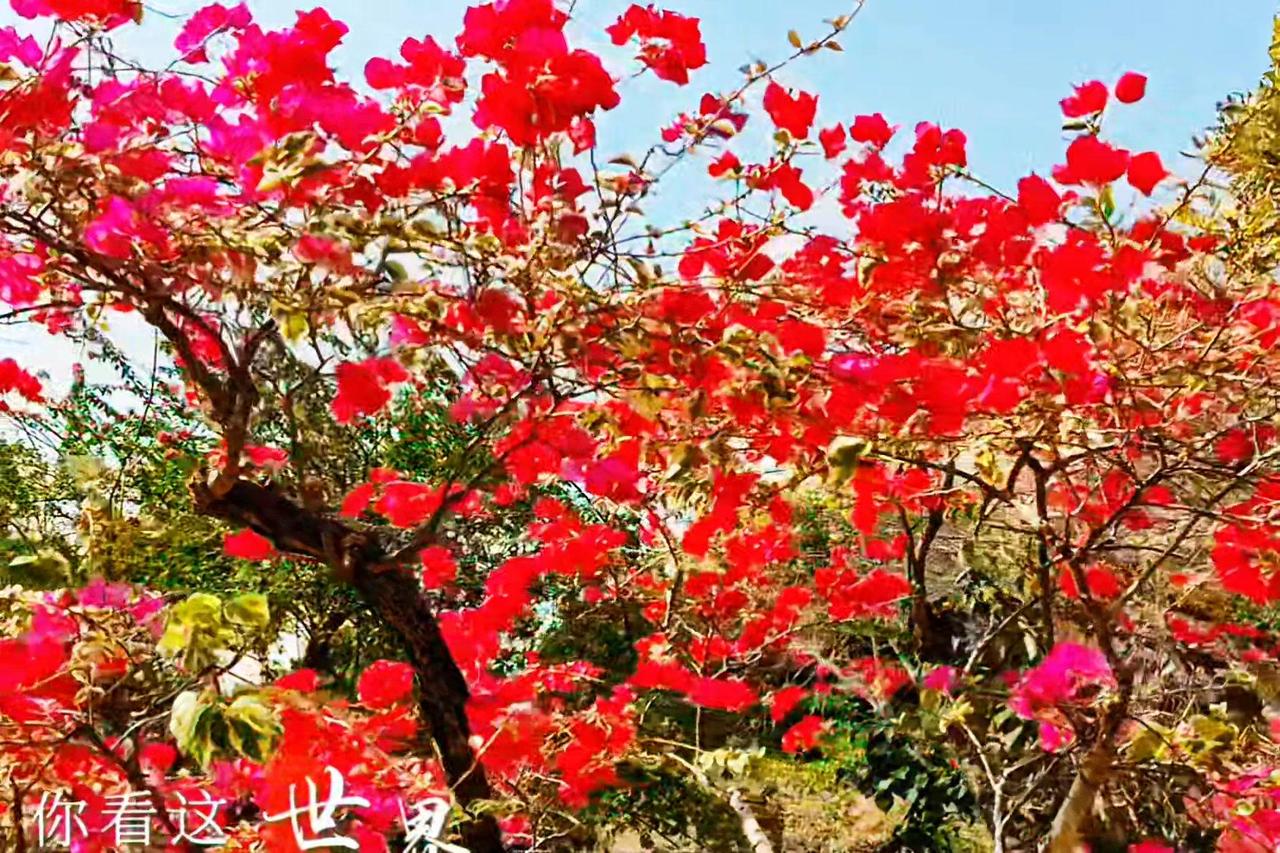🌿昆明的冬天，粉白玉兰在暖阳下绽放，温柔得像一场梦。转角老街，木瓜花老枝遒劲，