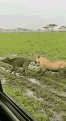 牛爸爸听到小牛犊的惨叫声，循声望去，一头母狮咬着小牛的尾巴使劲地往草原深处拉。它