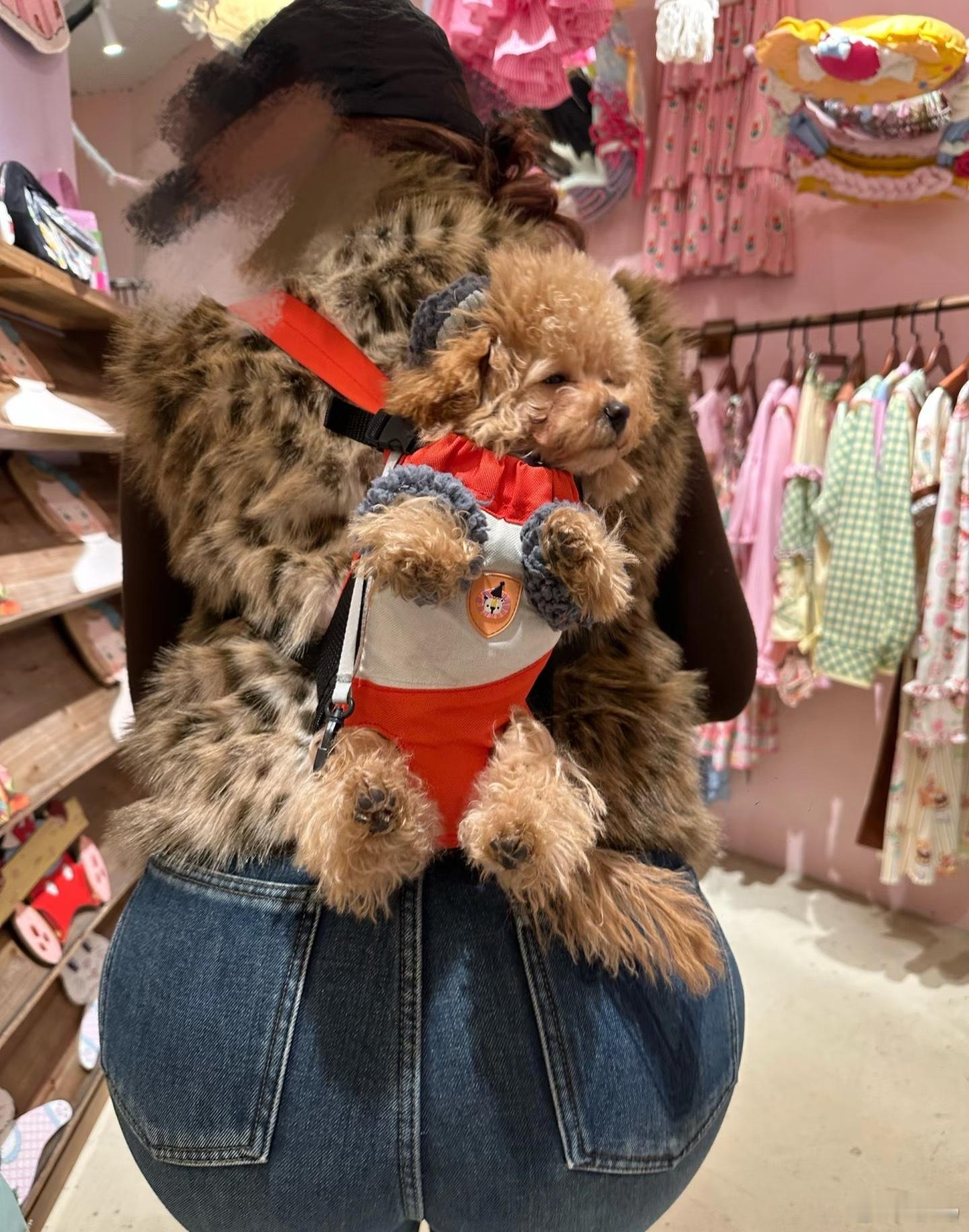 不高兴小狗）天天背着 