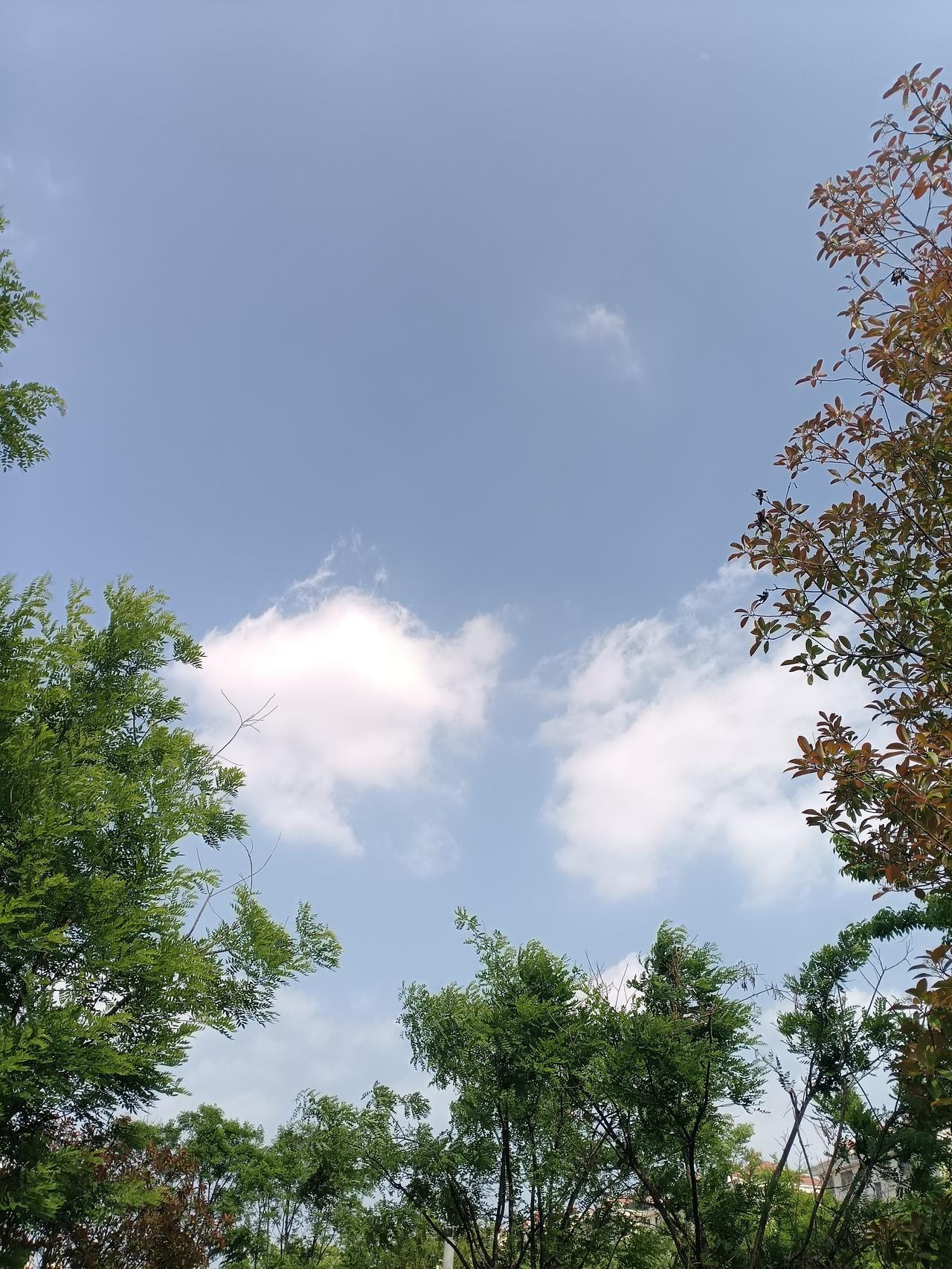 绿叶与红枝相映，托起一片澄澈蓝天，云朵轻盈，时光在树梢间悄然停驻。