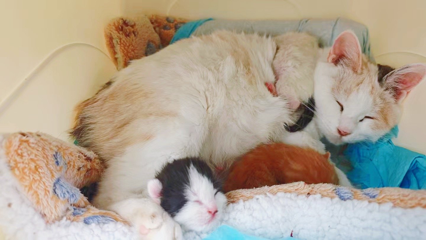 我的花园我的猫 介入了一只原来命运悲惨的小猫的猫生，也改变了她的孩子的生活。三彩