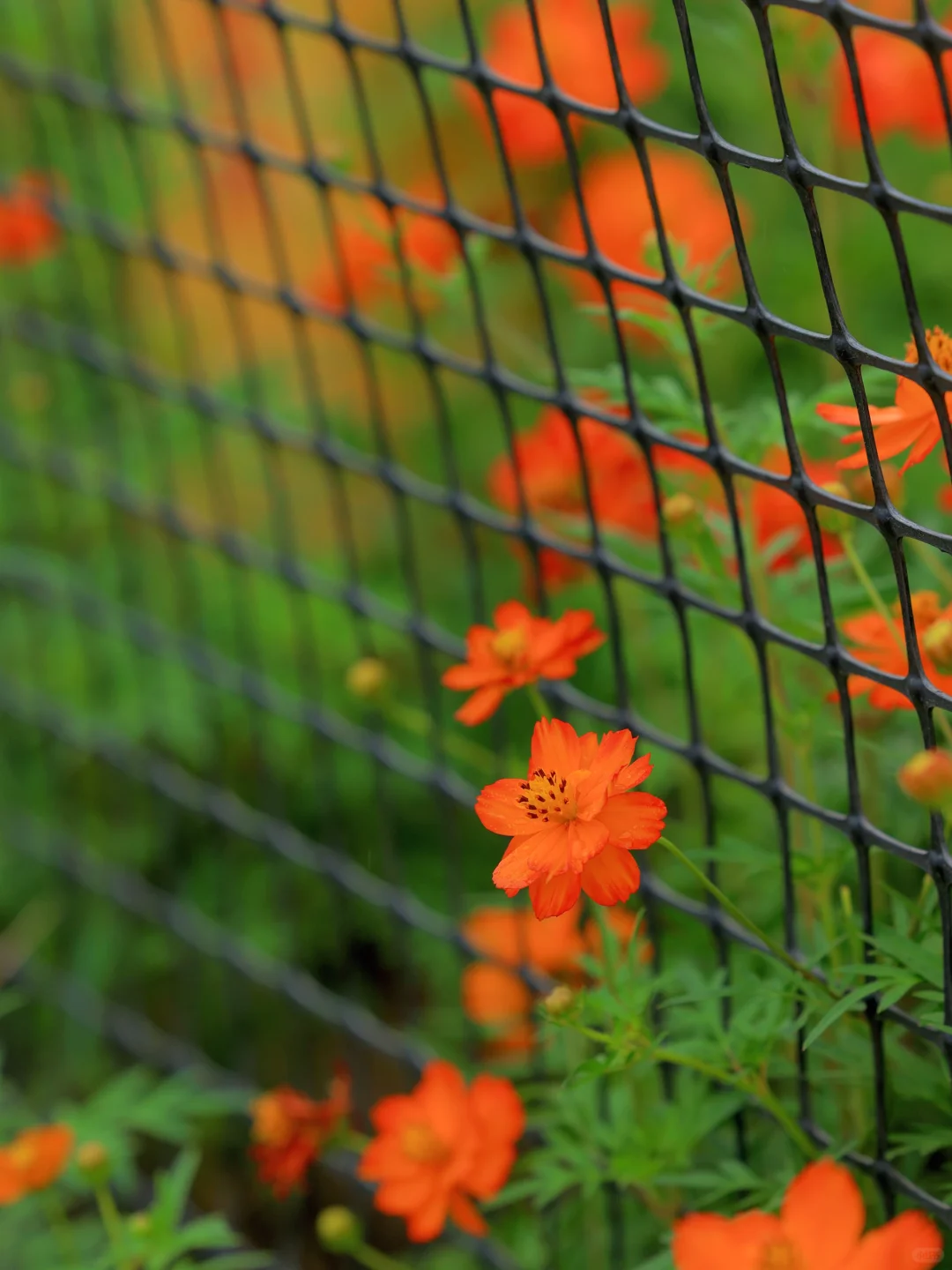 奉化打卡｜秋日烟雨蒙蒙 花却绽放了