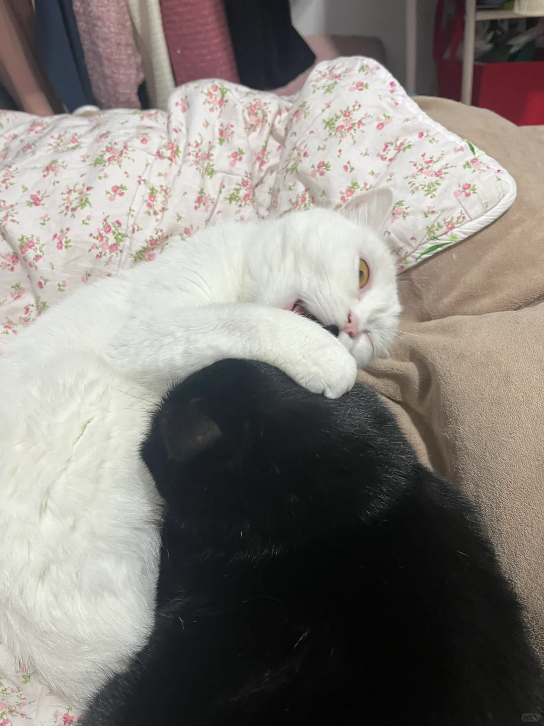 猫耳朵好吃嘛