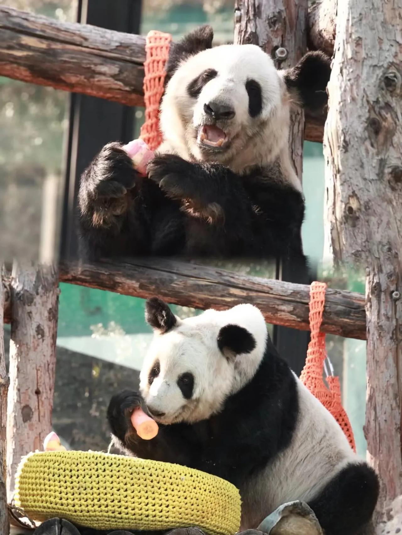 每周五的快乐是李大丫给的🌹
已经习惯了每周30秒的视频，今天的李大丫发出了咩咩