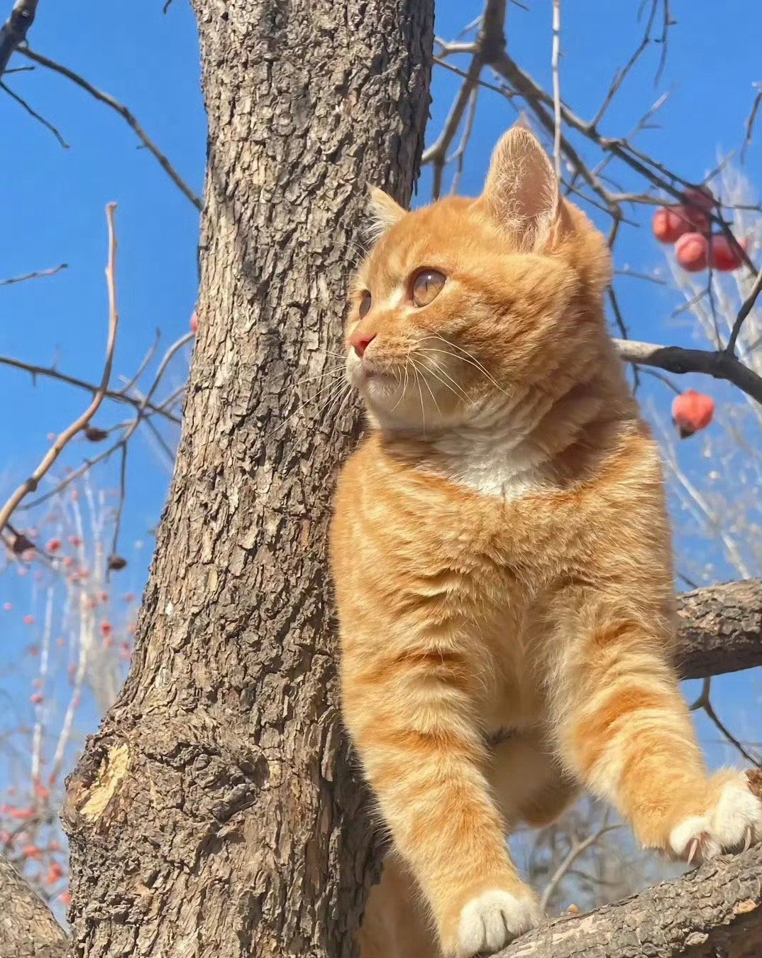 被招财猫看到的你，请不要无视要暴富 