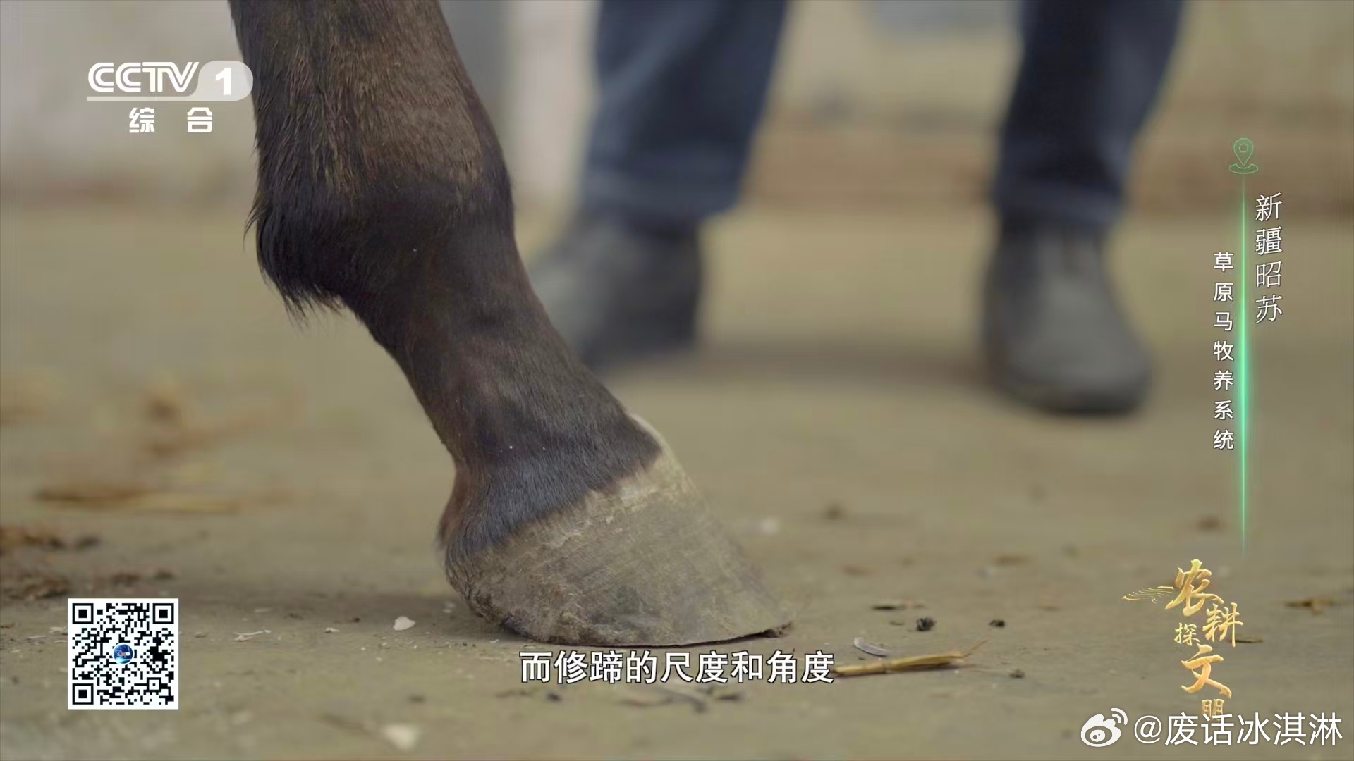 每匹马蹄形、蹄质有别，同匹马四蹄也差异大。钉蹄师凭经验实操，精准修蹄，让运动马能