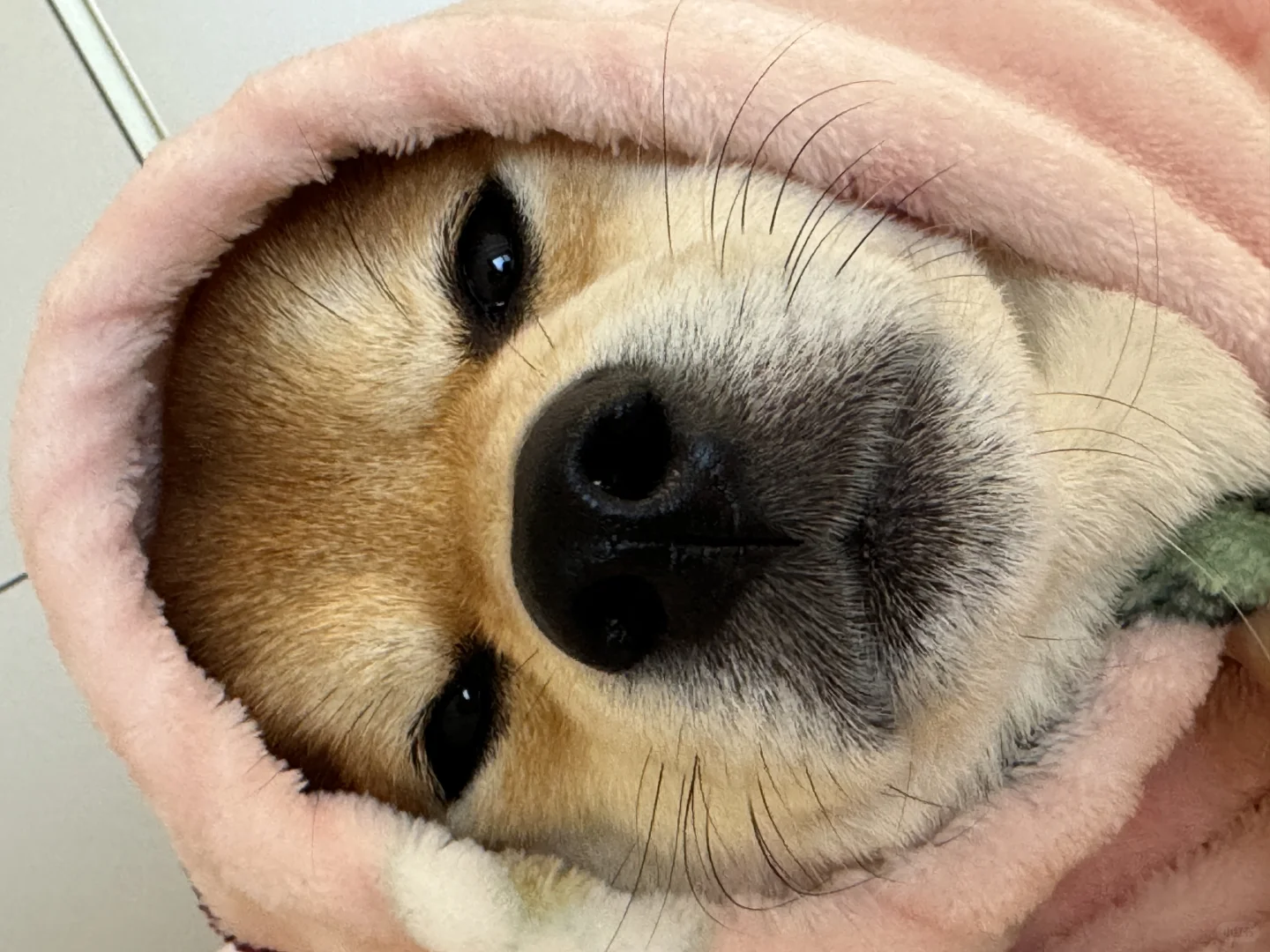狼外婆