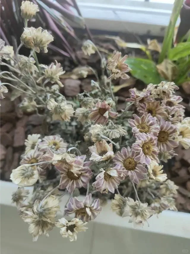 这6种花是“抽水机”，夏天千万不能缺水❗