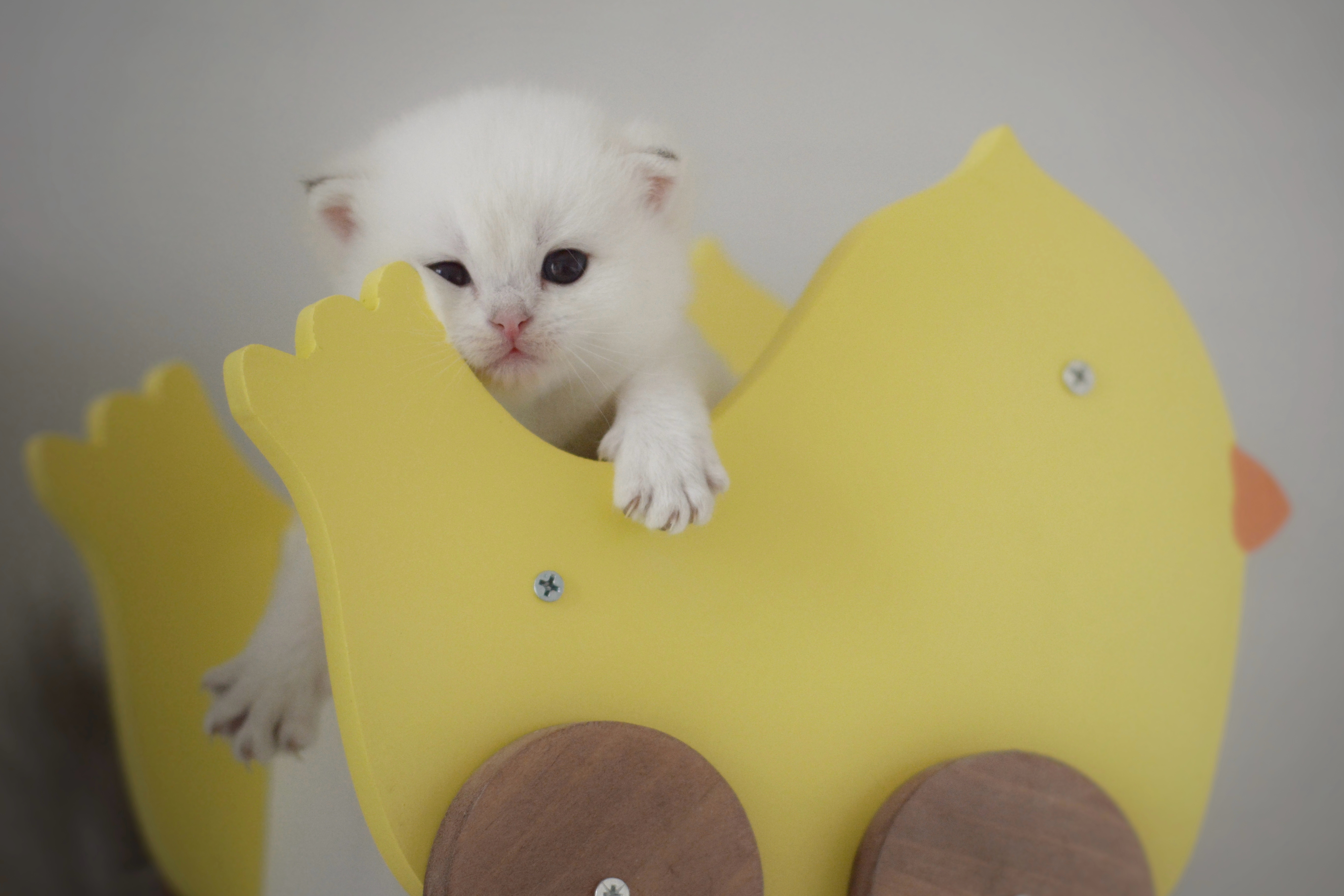 小叽坐小鸡#金点色##英短金点色##英国短毛猫# ​​​