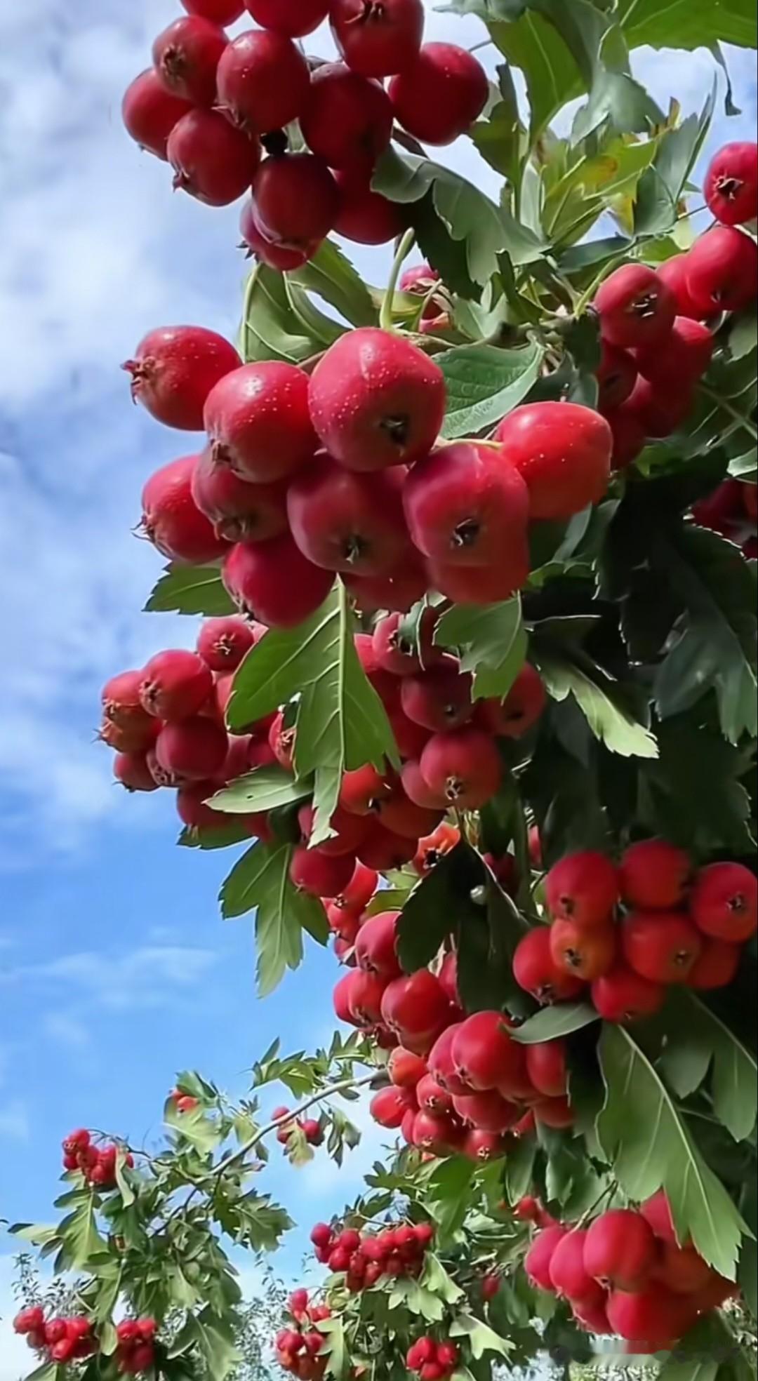 红果满枝，硕果累累🍒！这一树树的红火，是秋天最美的馈赠。山楂与火棘竞相争艳，寓