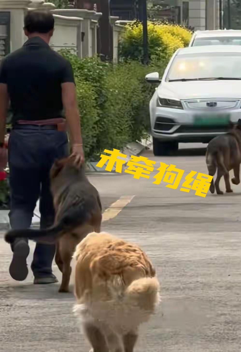 黑龙江居民遛多条藏獒不拴绳，吓坏邻居，事情结局出人意料。

这事是大庆一个叫张先