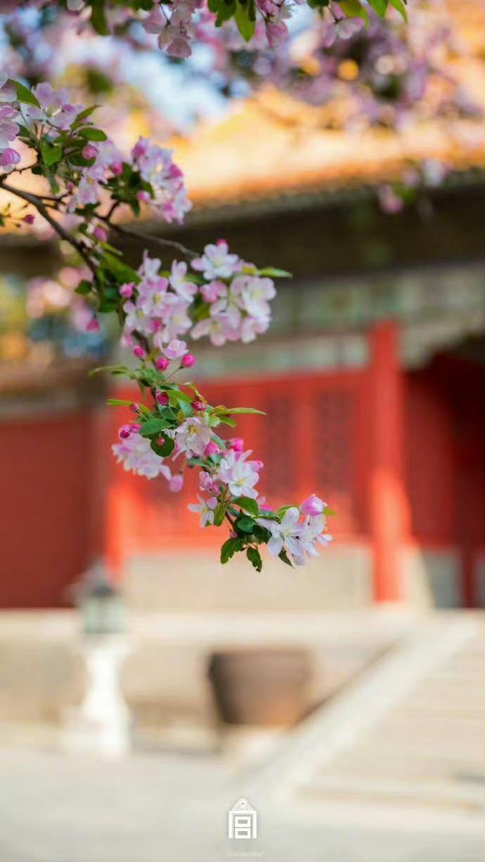 故宫，海棠花雨，美到屏息 ​​​​！ ​​​