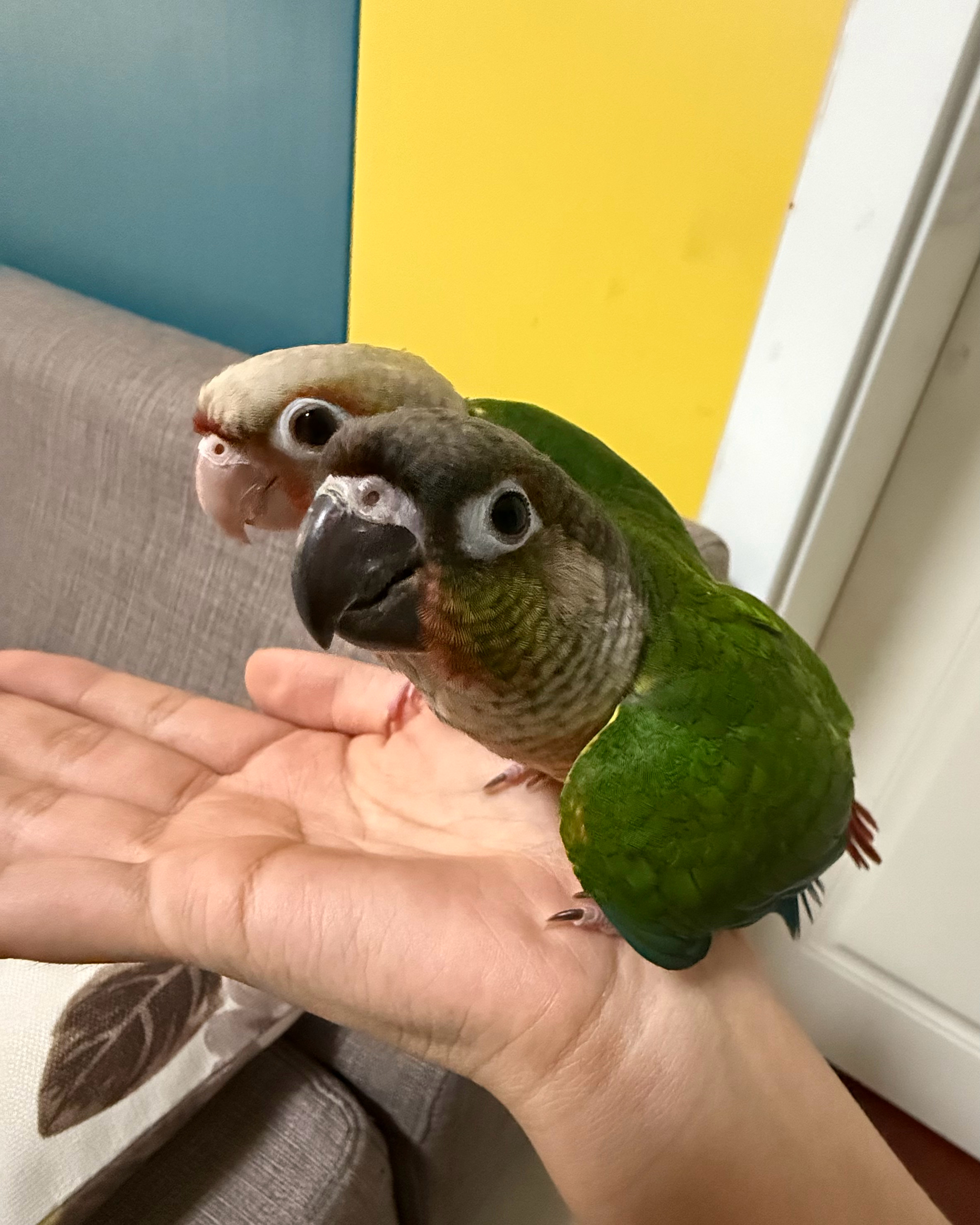 小鸡宝宝！