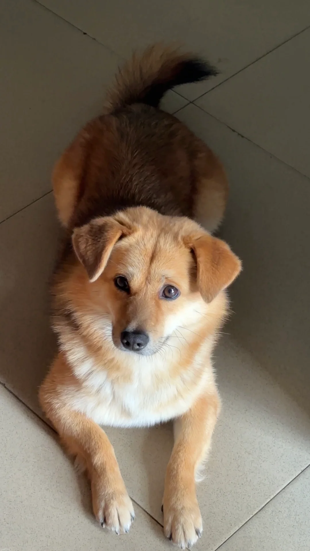 火鸡臀