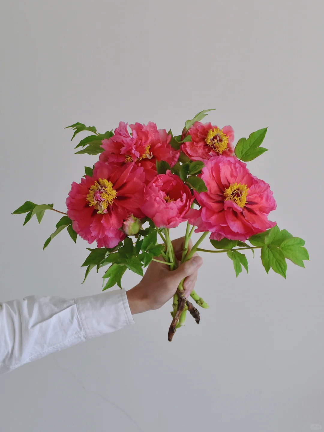 牡丹·宫娥乔装