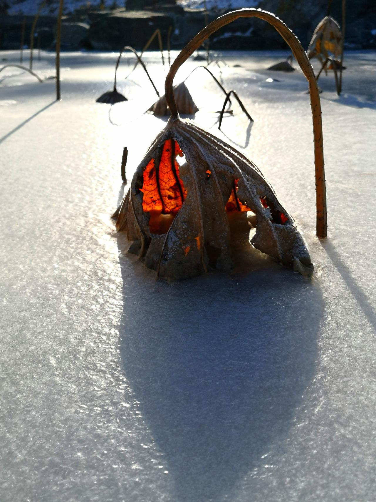 说实话，北方的冬天万物凋零，挺没劲的。

但是，你要拥有一双发现美的眼睛，就很带