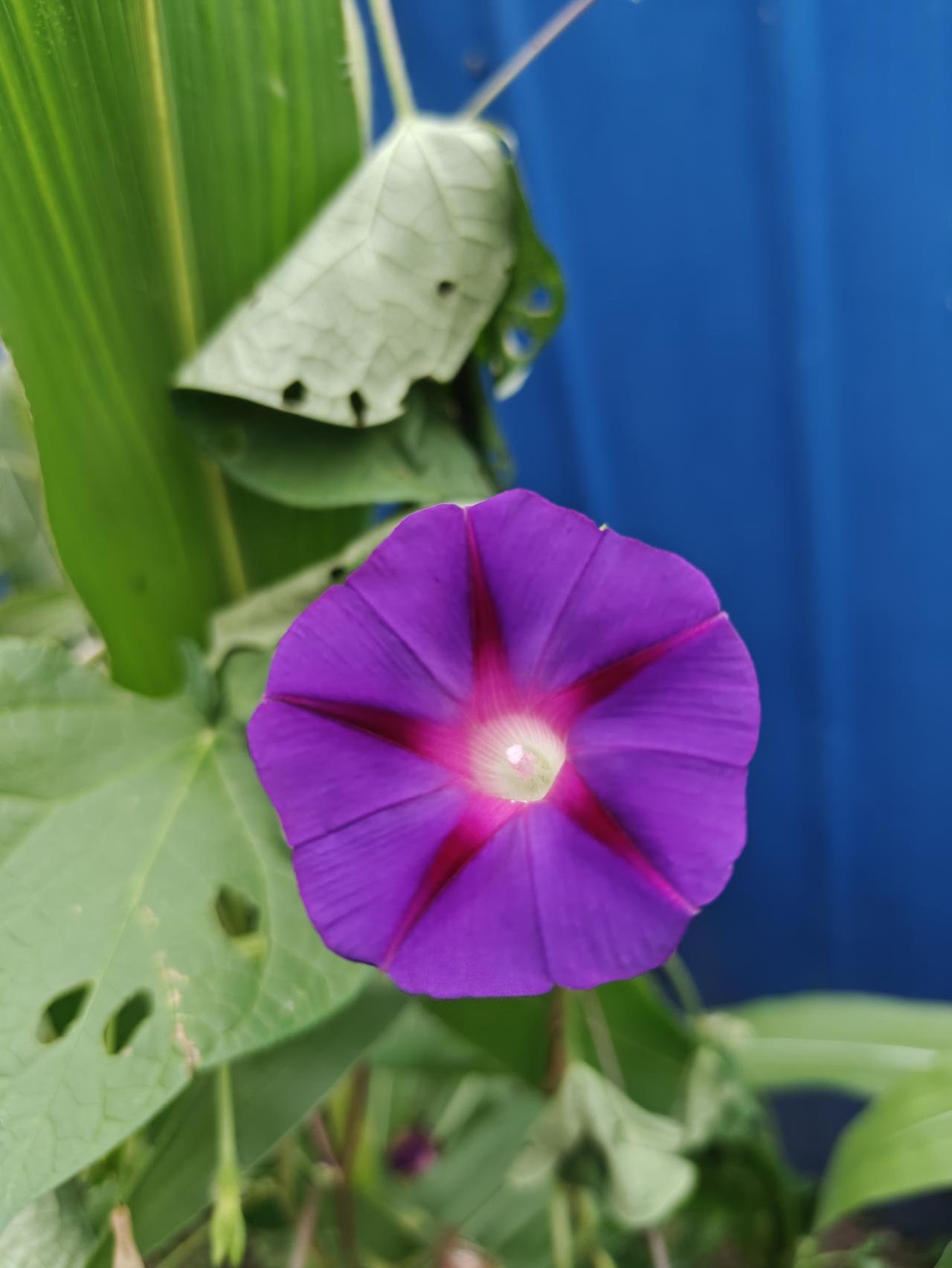 夏日生活打卡季秋风中的牵牛花