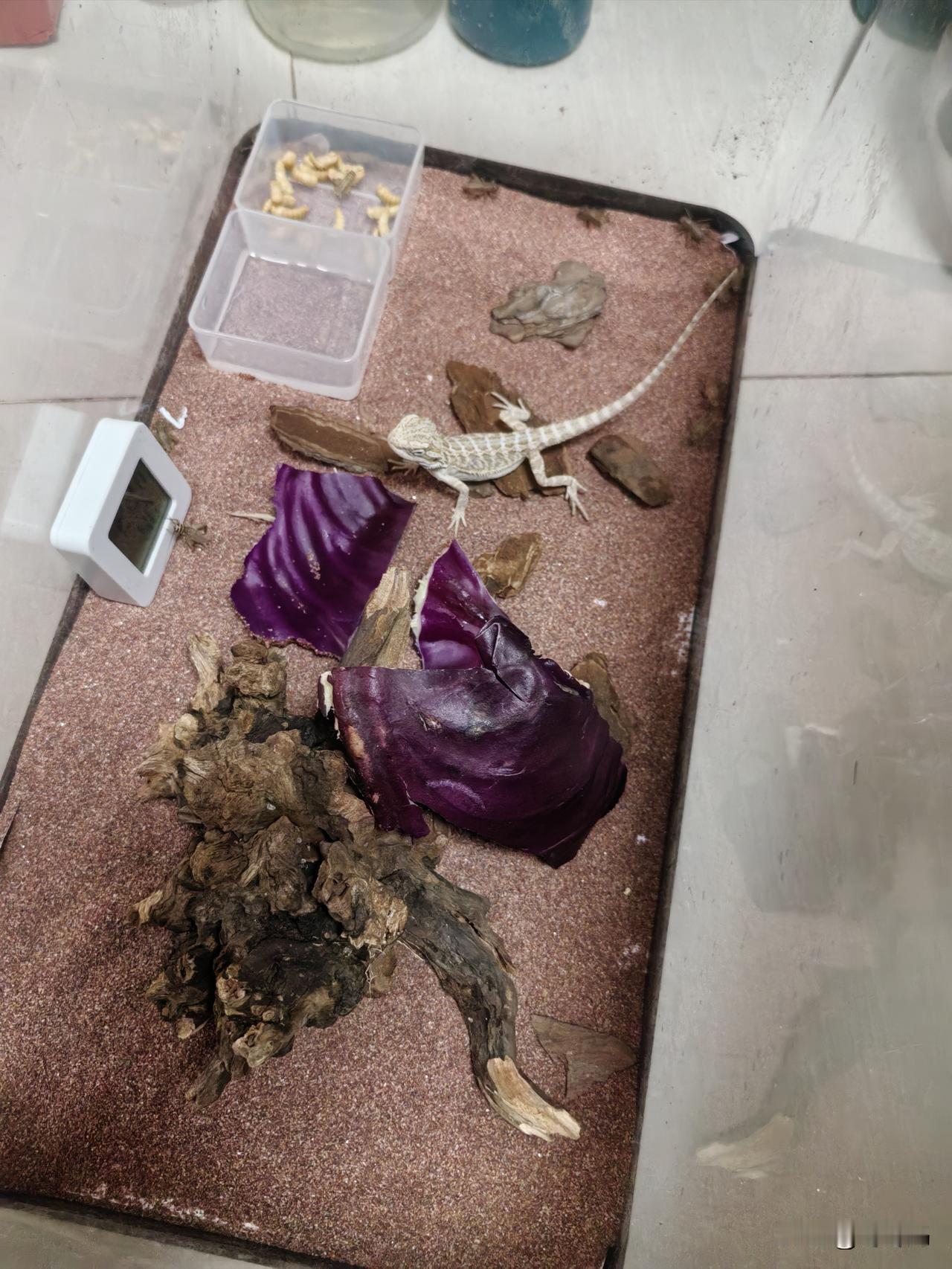 我就知道这宠物是给我养的
真搞不懂小学的小朋友们，整天啥都要攀比。估计老有人在我